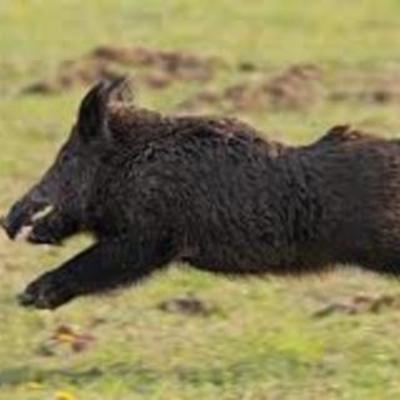 Timeline: wild boar -ivy noel-heidleberg