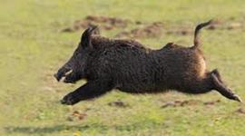 Timeline: wild boar -ivy noel-heidleberg