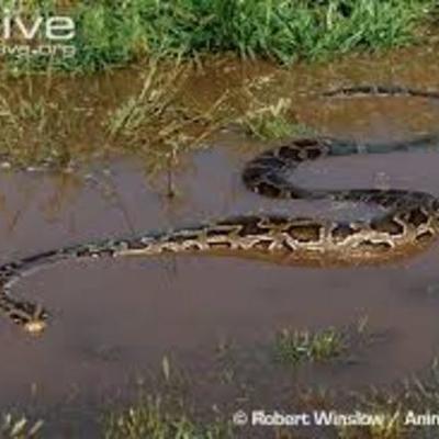 Timeline: Burmese Python is coming-Bailey Flynn