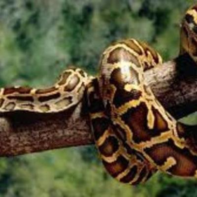 Timeline: Burmese python-karlie menard