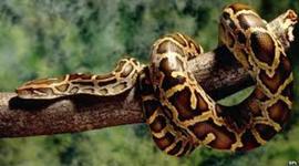 Timeline: Burmese python-karlie menard