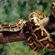 Burmese python