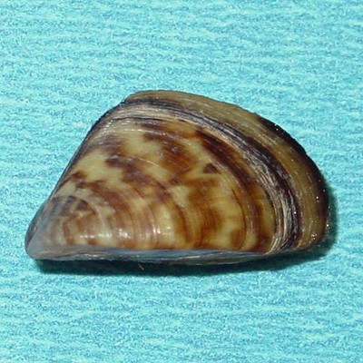 Timeline: Zebra Mussel-Christian songe
