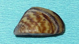 Timeline: Zebra Mussel-Christian songe