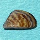 Zebra mussel