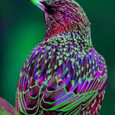 Timeline: European Starling-Elizabeth Kerr