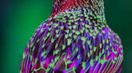 Timeline: European Starling-Elizabeth Kerr