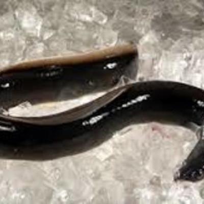 Timeline: Asia swamp eel- Maddison Foster
