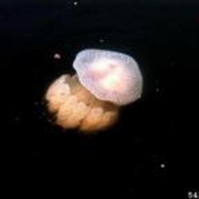 Timeline: white spotted jellyfish-riley welch