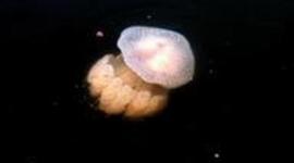 Timeline: white spotted jellyfish-riley welch
