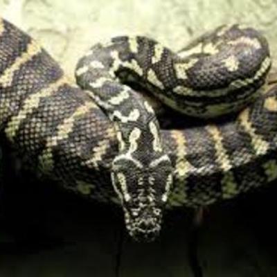 Timeline: Burmese python alaina rountree