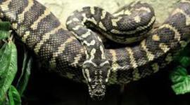 Timeline: Burmese python alaina rountree