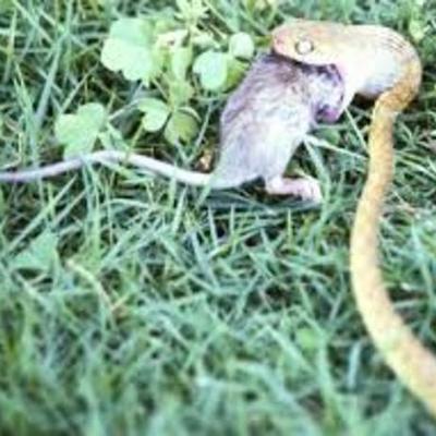 Timeline: brown tree snake-joshua mccord