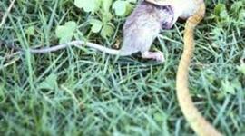 Timeline: brown tree snake-joshua mccord