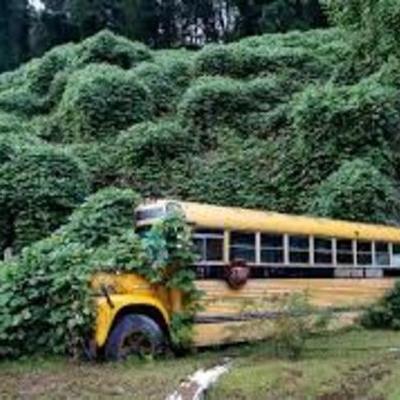 Timeline: Kudzu- Ms.Adams