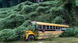 Timeline: Kudzu- Ms.Adams