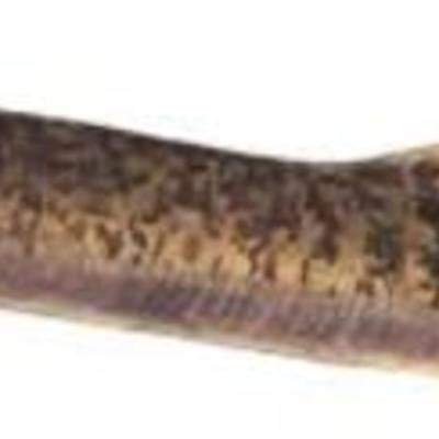 Timeline: Sea Lamprey - Kaelee McCoy