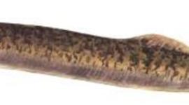 Timeline: Sea Lamprey - Kaelee McCoy