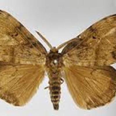 Timeline: European Gypsy Moth/ VivyAnn Howell