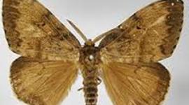 Timeline: European Gypsy Moth/ VivyAnn Howell