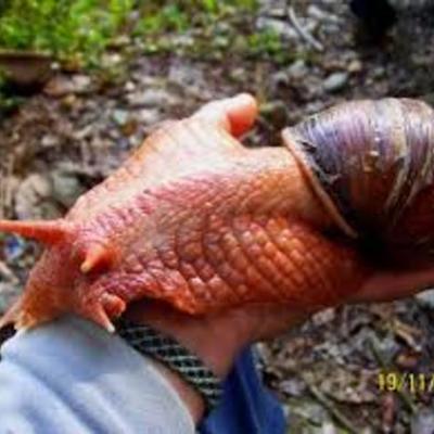 Timeline: Giant African Snail / Marissa Majors