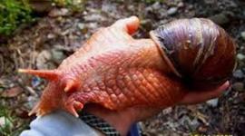 Timeline: Giant African Snail / Marissa Majors