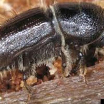 Timeline: European  Spruce Bark Beetle--Kenedy.Austin