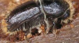 Timeline: European  Spruce Bark Beetle--Kenedy.Austin