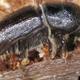European spuce bark beetle