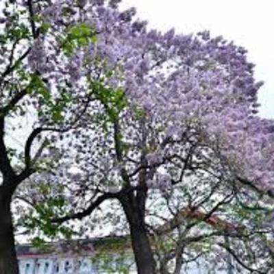 Timeline: Princess Tree - Carley  Swearingen