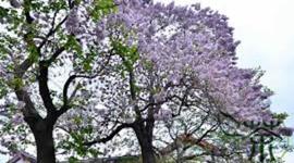 Timeline: Princess Tree - Carley  Swearingen