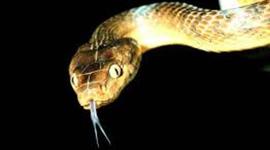 Timeline: Brown Tree Snake-Morgan Cooper