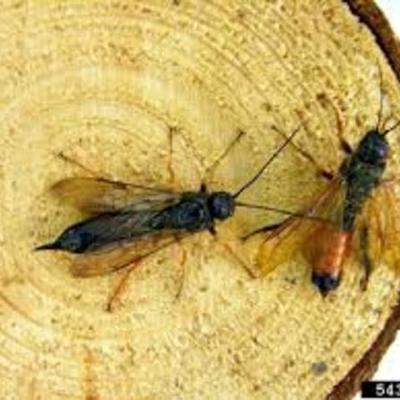 Timeline: Sirex wood wasp-Ella Hill