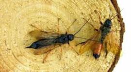 Timeline: Sirex wood wasp-Ella Hill