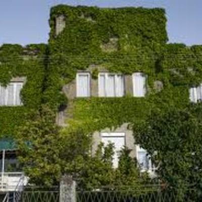 Timeline: Amazing Kudzu-Toni Messina