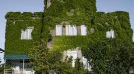 Timeline: Amazing Kudzu-Toni Messina