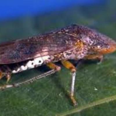 Timeline: Glassy Winged Sharpshooter~Tj "Awesome" Peddy