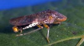 Timeline: Glassy Winged Sharpshooter~Tj "Awesome" Peddy