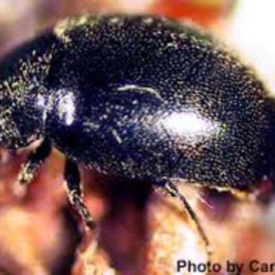 Timeline: Hemlock wooly adelgid