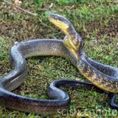 Timeline: brown tree snake-jt koger