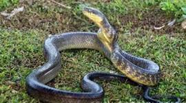 Timeline: brown tree snake-jt koger