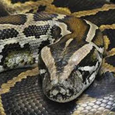 Timeline: Burmese Python Trayvin Manuel
