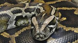Timeline: Burmese Python Trayvin Manuel