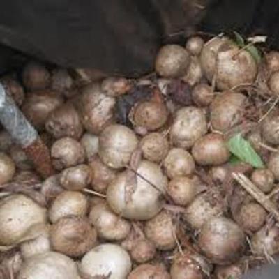 Timeline: Air potato-D.J Lloyd