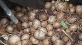 Timeline: Air potato-D.J Lloyd