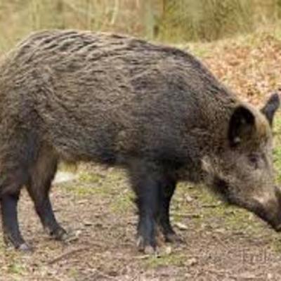 Timeline: wild boar alex williamson