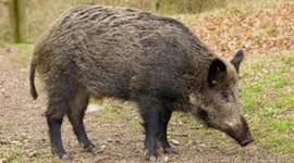 Timeline: wild boar alex williamson