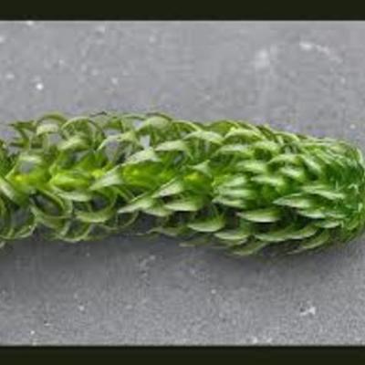 Timeline: CurlyPondweed-JesseMyers