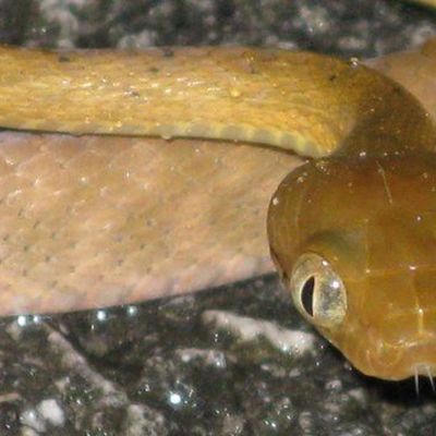 Timeline: Brown Tree Snakes Gaberial Wallace