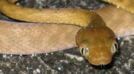 Timeline: Brown Tree Snakes Gaberial Wallace
